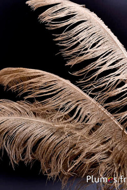 Strauss - 50-60 cm - gold